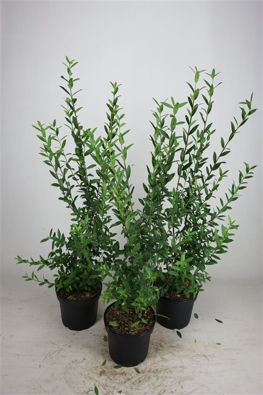 Ligustrum vulg. 'Atrovirens' - C7.5 80-100 CM